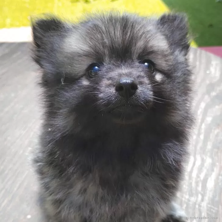 ID:2507-03349の子犬