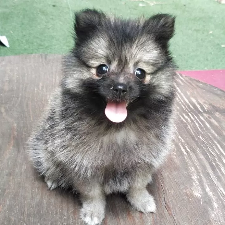 ID:2505-07125の子犬