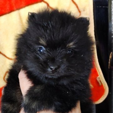 ポメラニアン【広島県・男の子・2024年11月30日・ブラックタン】の写真「25日までの募集」
