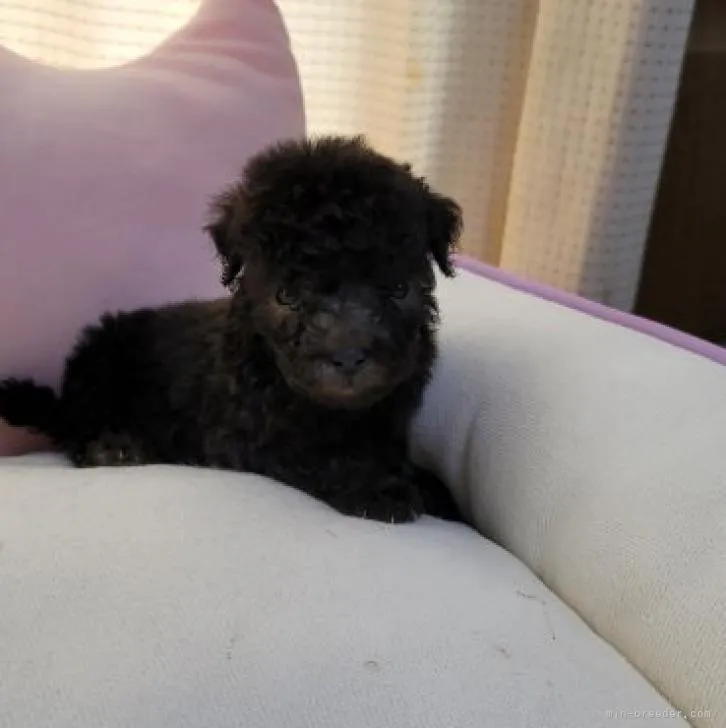 ID：2208-01682の子犬