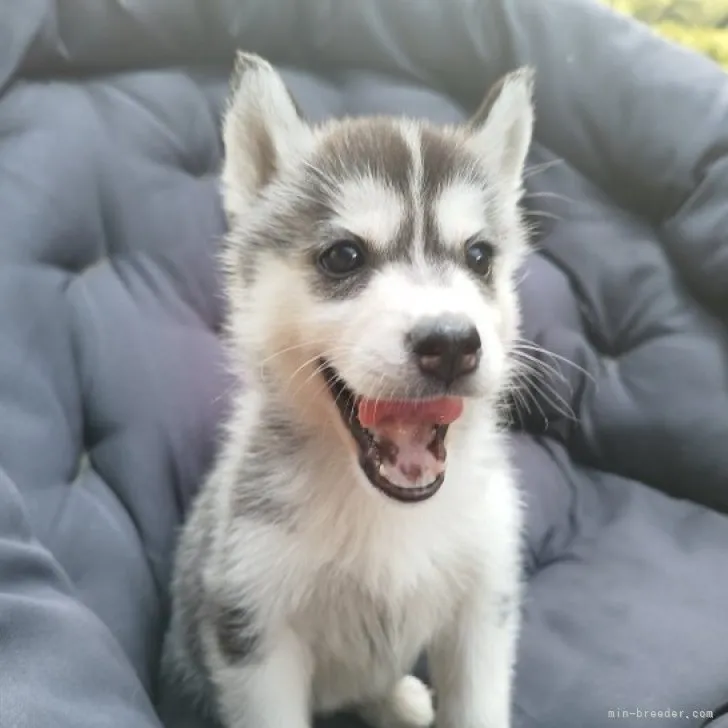 ID：2306-00219の子犬