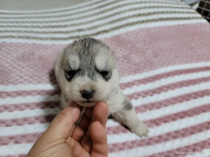 ID:2202-03712の子犬