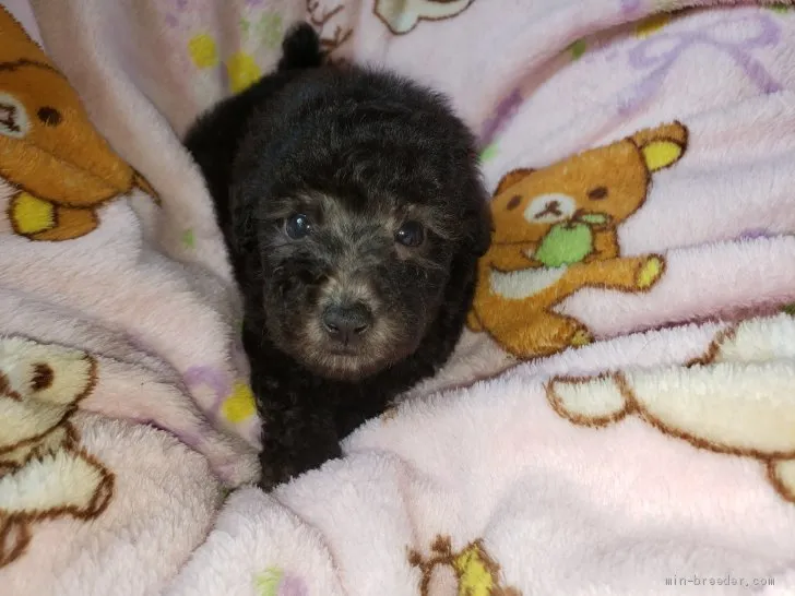 ID：2007-02237の子犬