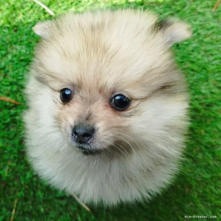 K.Y 様のお迎えした子犬