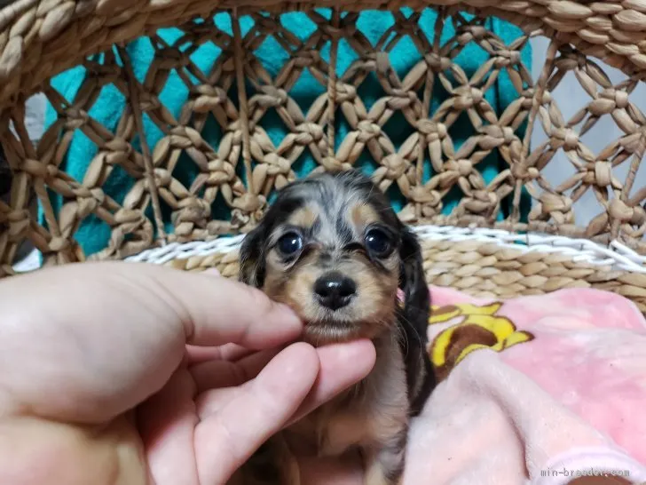 ID：1909-03221の子犬