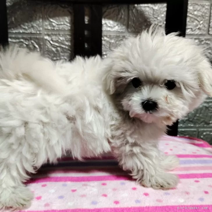 ID:2408-08101の子犬