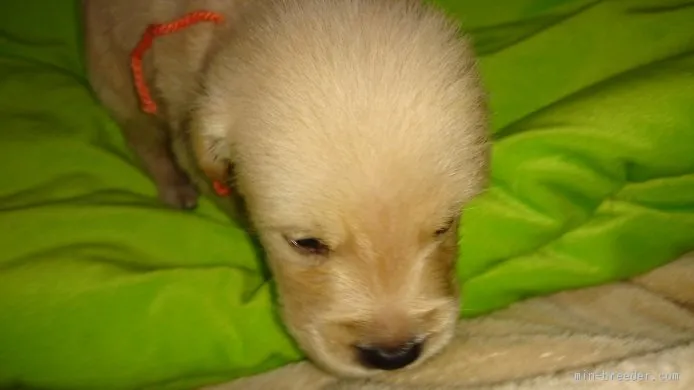 ID：1508-01019の子犬