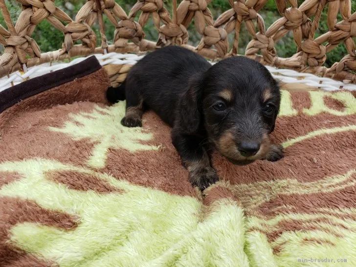 ID：2007-03143の子犬