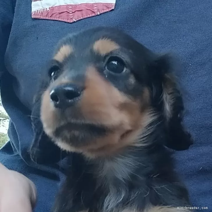 ID：2408-08098の子犬