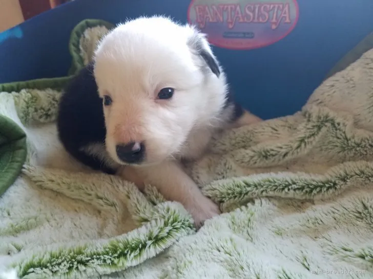 ID:1811-00400の子犬