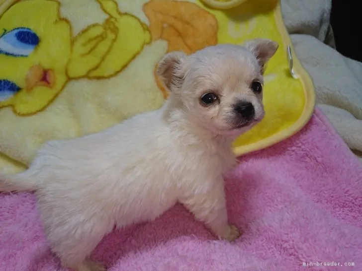 ID：1702-00841の子犬