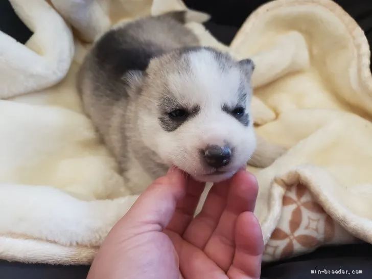 ID：2103-01810の子犬