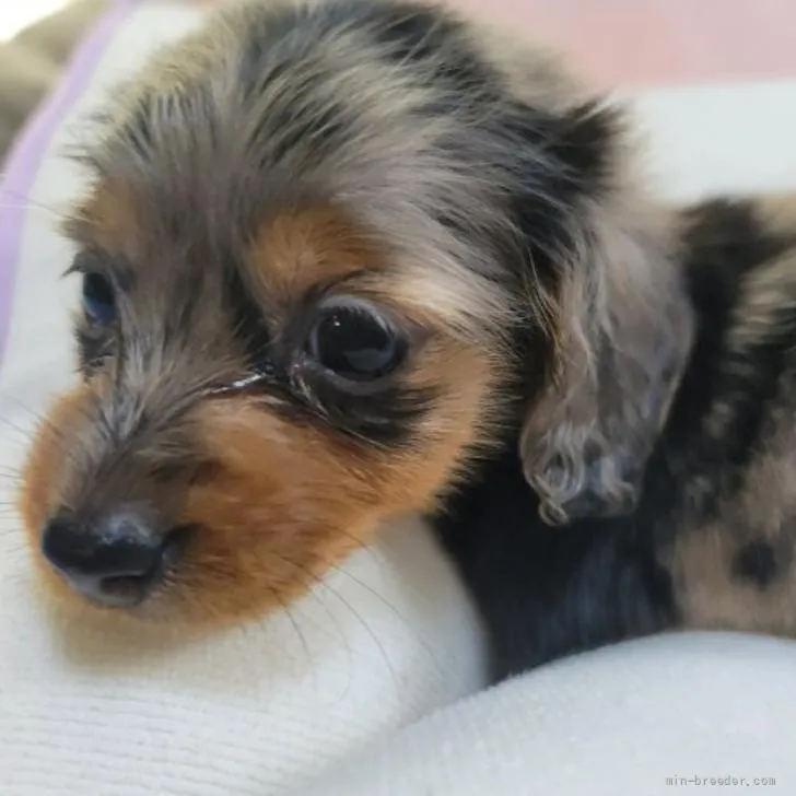 ID:2206-01755の子犬