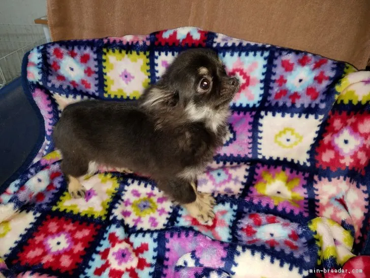 ID：1810-02510の子犬