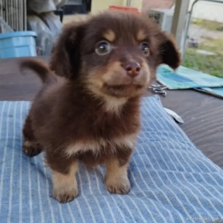 ID：2310-06790の子犬