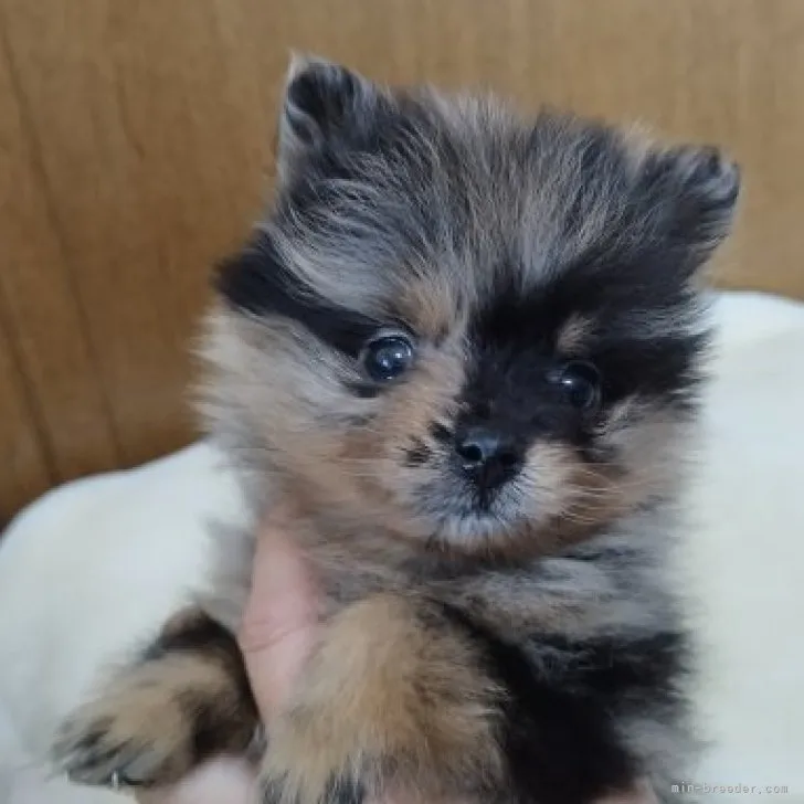 ID:2303-01956の子犬