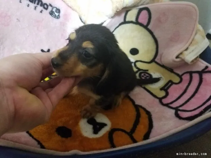ID：1809-00587の子犬