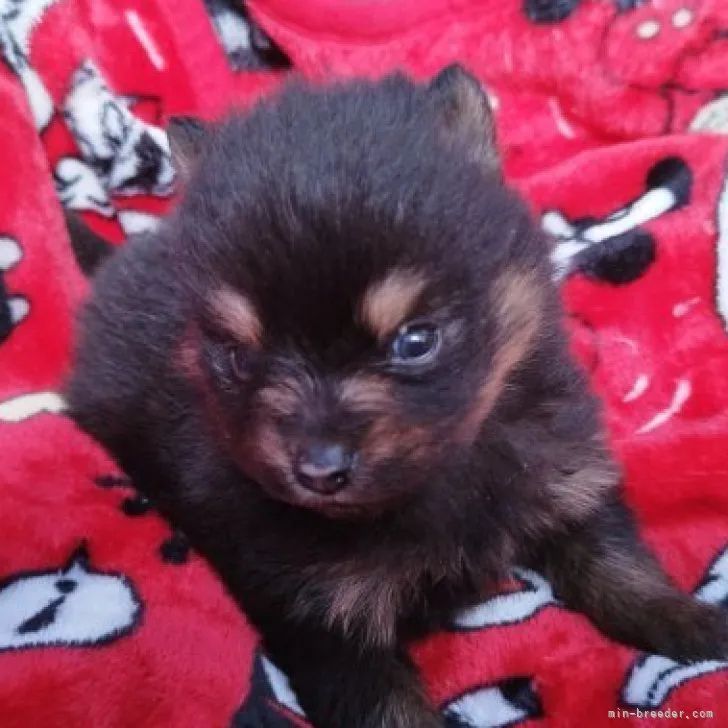 ID:2303-01955の子犬