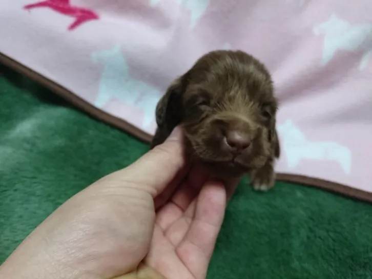 ID：1610-01750の子犬