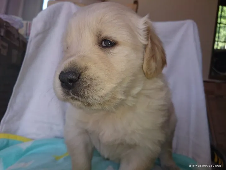 ID:1704-01388の子犬
