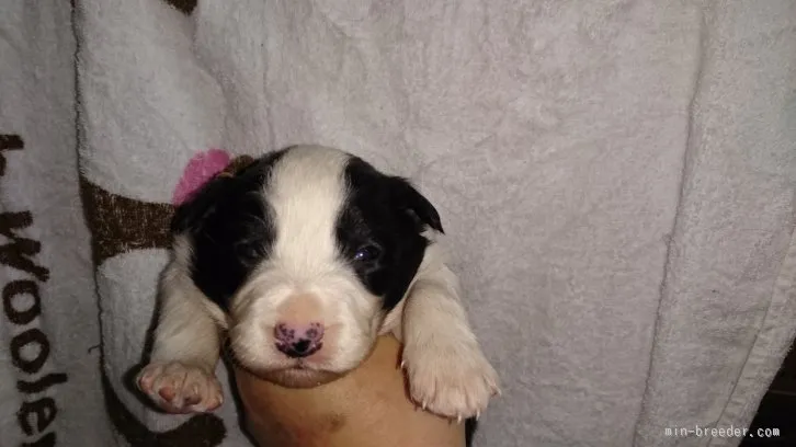 ID:1601-01305の子犬