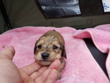 ミニチュアダックスフンド(ロング)【広島県・女の子・2020年1月31日・レディッシュイエロー】の写真「PRA発症しません」