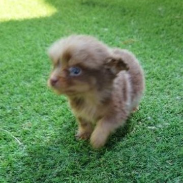 ポメラニアン✕ダックス【広島県・男の子・2023年3月6日・チョコマール】の写真「とても小さい子です」