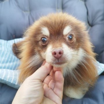 ポメラニアン【広島県・男の子・2022年7月21日・チョコタン】の写真「イケメンワンちゃん　　」