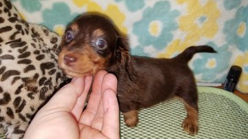 ミニチュアダックスフンド(ロング)【広島県・女の子・2017年6月12日・チョコレート タン】の写真「かわいいお顔」