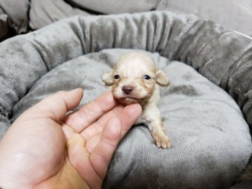 ミニチュアダックスフンド(ロング)【広島県・男の子・2020年12月8日・イエロー】の写真「小さい子です」