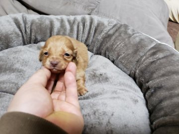 ミニチュアダックスフンド(ロング)【広島県・男の子・2020年12月8日・ゴールド】の写真「小さい子です」