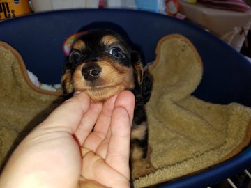 ミニチュアダックスフンド(ロング)【広島県・女の子・2017年12月29日・ブラックタン】の写真「かわいいです」