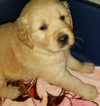 ゴールデンレトリバー【広島県・男の子・2017年10月25日・ゴールデン】の写真「ムチムチです」