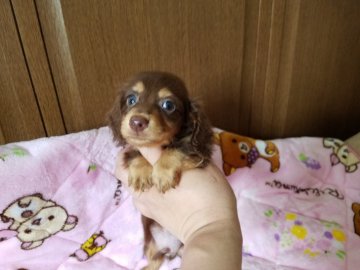 ミニチュアダックスフンド(ロング)【広島県・男の子・2018年6月19日・チョコレート タン】の写真「きれいなお顔です　」