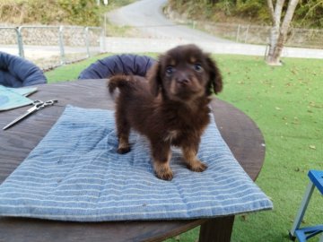 ミニチュアダックスフンド(ロング)【広島県・男の子・2023年8月27日・チョコタン】の写真「かわいいお顔」