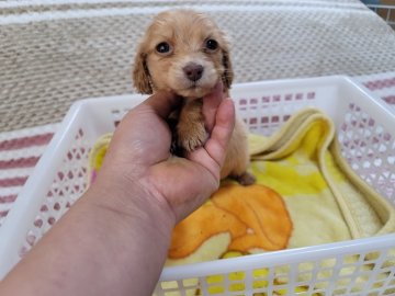 ミニチュアダックスフンド(ロング)【広島県・女の子・2021年12月7日・イエロー】の写真「１月末までの限定価格です」