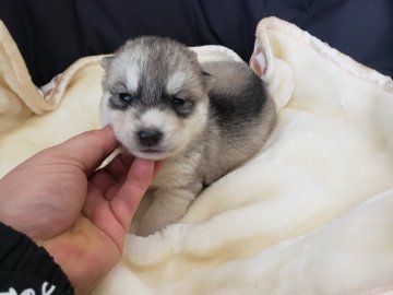 シベリアンハスキー【広島県・男の子・2021年2月1日・シルバーホワイト】の写真「もふもふです」