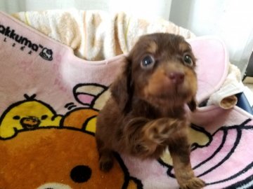 ミニチュアダックスフンド(ロング)【広島県・男の子・2018年7月15日・チョコレート タン】の写真「きれいなお顔です」