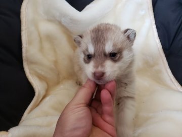シベリアンハスキー【広島県・女の子・2021年2月1日・レッドホワイト】の写真「もふもふです」