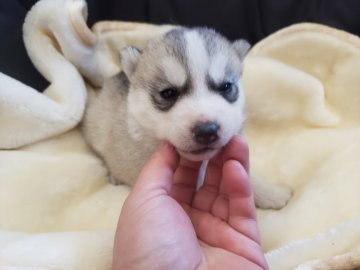 シベリアンハスキー【広島県・女の子・2021年2月28日・シルバーホワイト】の写真「ずっしりしています」