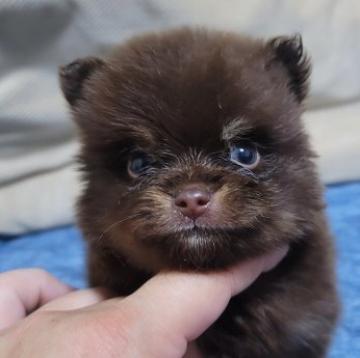 ポメラニアン【広島県・男の子・2022年7月21日・チョコタン】の写真「珍しい毛色です」