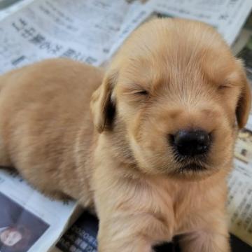ゴールデンレトリバー【広島県・男の子・2022年8月1日・ゴールデン】の写真「かわいい子」