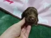 ミニチュアダックスフンド(ロング)【広島県・女の子・2016年10月8日・チョコレート】の写真1