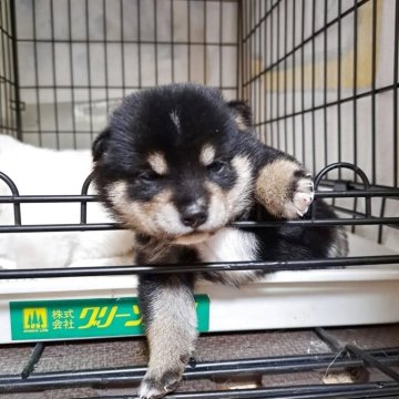 柴犬(豆柴)【神奈川県・女の子・2025年3月25日・黒】の写真「たぬき顔のカワウソちゃん💕」