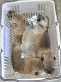 柴犬(標準サイズ)【神奈川県・女の子・2025年5月14日・赤】の写真2「『密です！！！』」