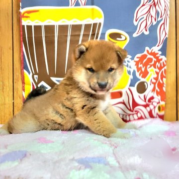 柴犬(標準サイズ)【神奈川県・男の子・2024年1月27日・赤】の写真「タヌキ顔のガッチリイケメン君です🎶」