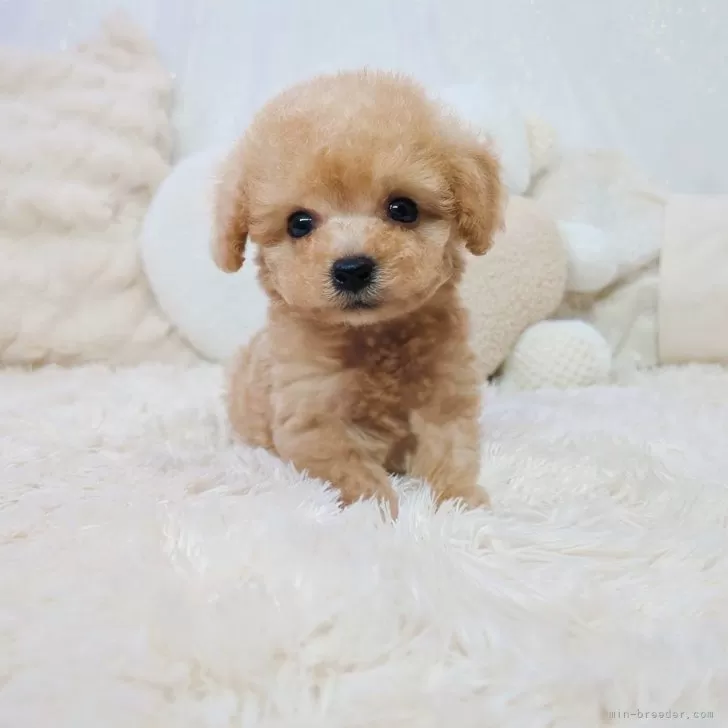 ID：2401-01007の子犬