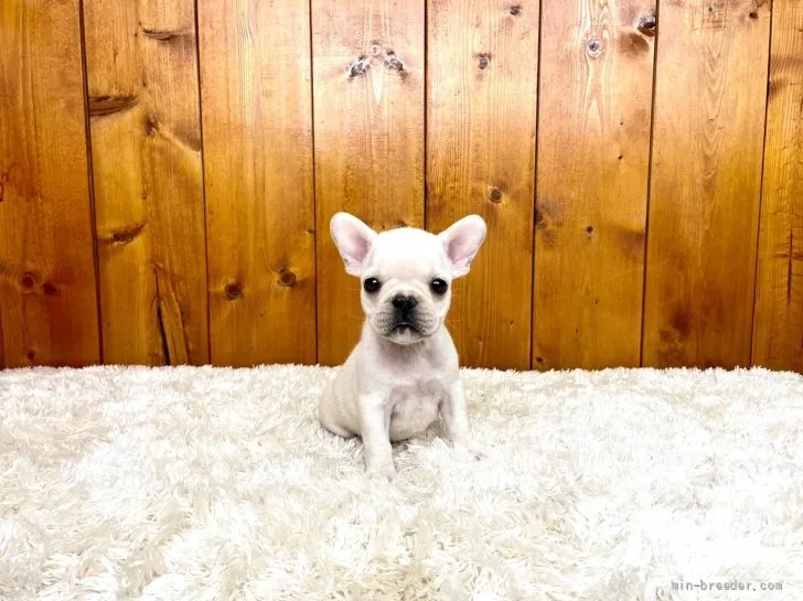 yo91ma76sd 様のお迎えした子犬