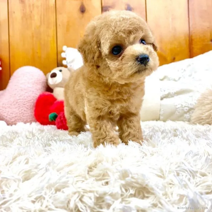 Cocoa 様のお迎えした子犬