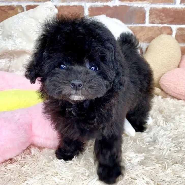あや 様のお迎えした子犬